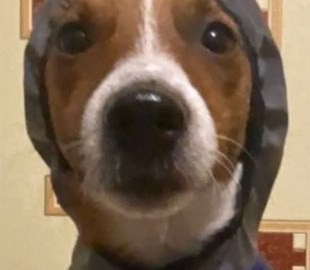 Як правильно утеплитися на зиму: поради від пса Патрона