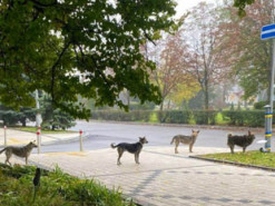 Собаки у Краматорську стояли в черзі, щоб поїсти. ФОТО