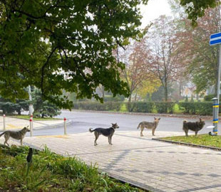Собаки у Краматорську стояли в черзі, щоб поїсти. ФОТО