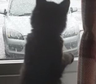 Котенок пытался поймать снежинки: забавное видео