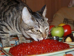 Поддельная икра в интернете оказалась в 5 раз дороже, чем в магазине