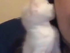 «Мимиметр зашкаливает»: котенок поцеловал хозяйку и умилил Сеть