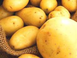 Француз изобрел прибор для общения с картошкой