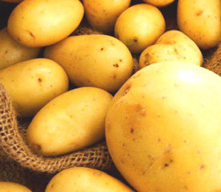 Француз изобрел прибор для общения с картошкой