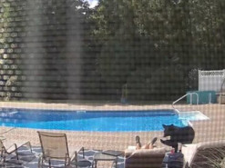 Медведь прервал отдых заснувшего у бассейна пенсионера