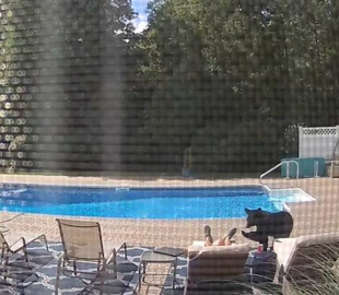 Медведь прервал отдых заснувшего у бассейна пенсионера