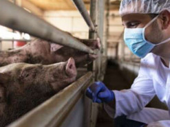 Ученые заявили об угрозе заражения людей супермикробом MRSA