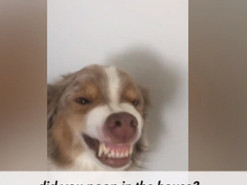 Пес с «голливудской» улыбкой рассмешил интернет