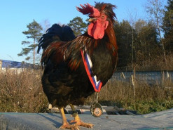 Украинцу дали три года за два комментария в «Одноклассниках»