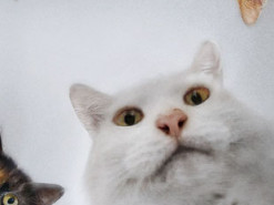 Одни выражения. 20 слов и мемов 2020 года