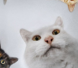 Одни выражения. 20 слов и мемов 2020 года