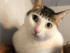 Кот со смешной «прической» стал звездой соцсетей