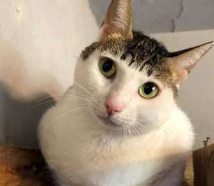 Кот со смешной «прической» стал звездой соцсетей