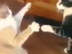 Кот показал мастер-класс по бесконтактному бою