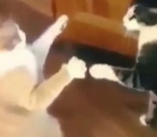 Кот показал мастер-класс по бесконтактному бою