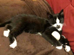 Обещал "завязать" постить фото котов: любовь к домашнему любимцу обернулась для парня неприятностями