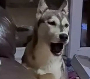 Сеть рассмешила пародирующая хозяйку хаски