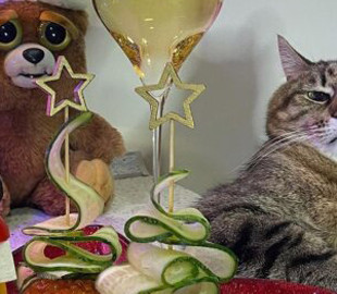 «Жизнь удалась!»: Как встретил Новый год самый знаменитый кот Украины Степан (фото)