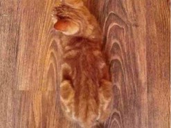 Кот-хамелеон слился с полом и запутал пользователей сети