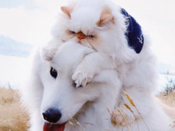 «Я не ворчливый кот! — уморительная дружба кота и собаки покорила интернет