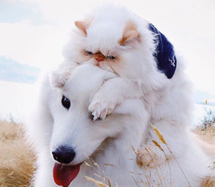 «Я не ворчливый кот! — уморительная дружба кота и собаки покорила интернет