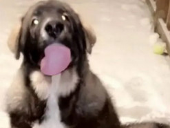 Забавные попытки щенка попасть домой попали на видео и рассмешили соцсети