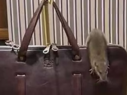 У вітрині розкішного бутика Нью-Йорка на шкіряному портфелі за $1000 розгулював щур