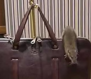 У вітрині розкішного бутика Нью-Йорка на шкіряному портфелі за $1000 розгулював щур