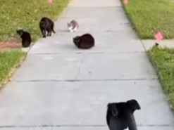Курьезное видео с кошачьей бандой, окружившей пса, стало хитом в сети