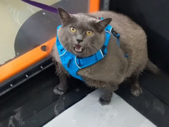 Сеть насмешила толстая кошка, не желающая заниматься спортом