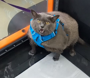 Сеть насмешила толстая кошка, не желающая заниматься спортом