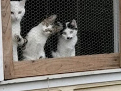 Коты, удивленно наблюдавшие за игрой в мяч, насмешили Сеть