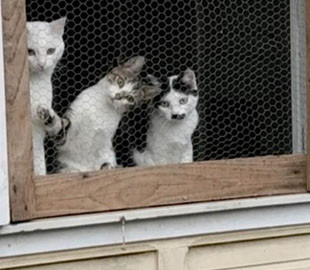 Коты, удивленно наблюдавшие за игрой в мяч, насмешили Сеть