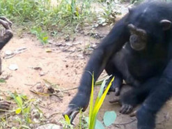 Сеть насмешила реакция шимпанзе на внезапное знакомство с черепахой