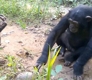 Сеть насмешила реакция шимпанзе на внезапное знакомство с черепахой