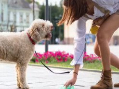 Штрафи для власників тварин: за які порушення доведеться платити