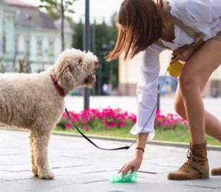 Штрафи для власників тварин: за які порушення доведеться платити
