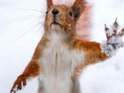 Може намести до пів метра снігу: синоптики здивували прогнозом погоди на наступний тиждень