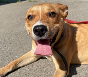 На ВДНГ кияни стали в чергу, щоб забрати врятованих із зони бойових дій тварин
