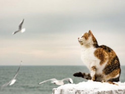 Одесские котики: трехцветная охотница на чаек стала звездой интернета