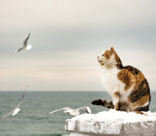 Одесские котики: трехцветная охотница на чаек стала звездой интернета