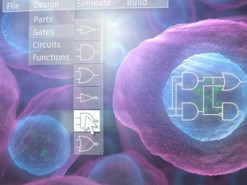 Ученые создали графеновую камеру, способную заснять человека "на клеточном уровне"