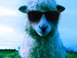 Ученые испытали на овцах бионические глаза: люди будут следующими