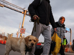 Змінено правила ввезення домашніх тварин до Польщі: перелік вимог