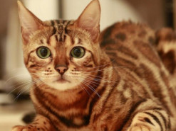 Сеть насмешил кот, забывший как мяукать