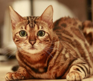 Сеть насмешил кот, забывший как мяукать