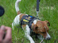 Пес Патрон показав, як проводить розмінування (фото)