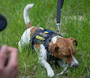 Пес Патрон показав, як проводить розмінування (фото)