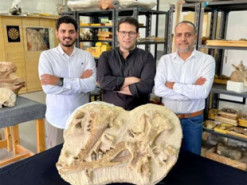 Вчені виявили найменший вимерлий вид китів, який жив 41 млн років тому