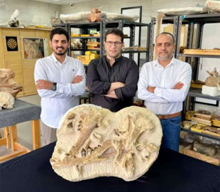 Вчені виявили найменший вимерлий вид китів, який жив 41 млн років тому